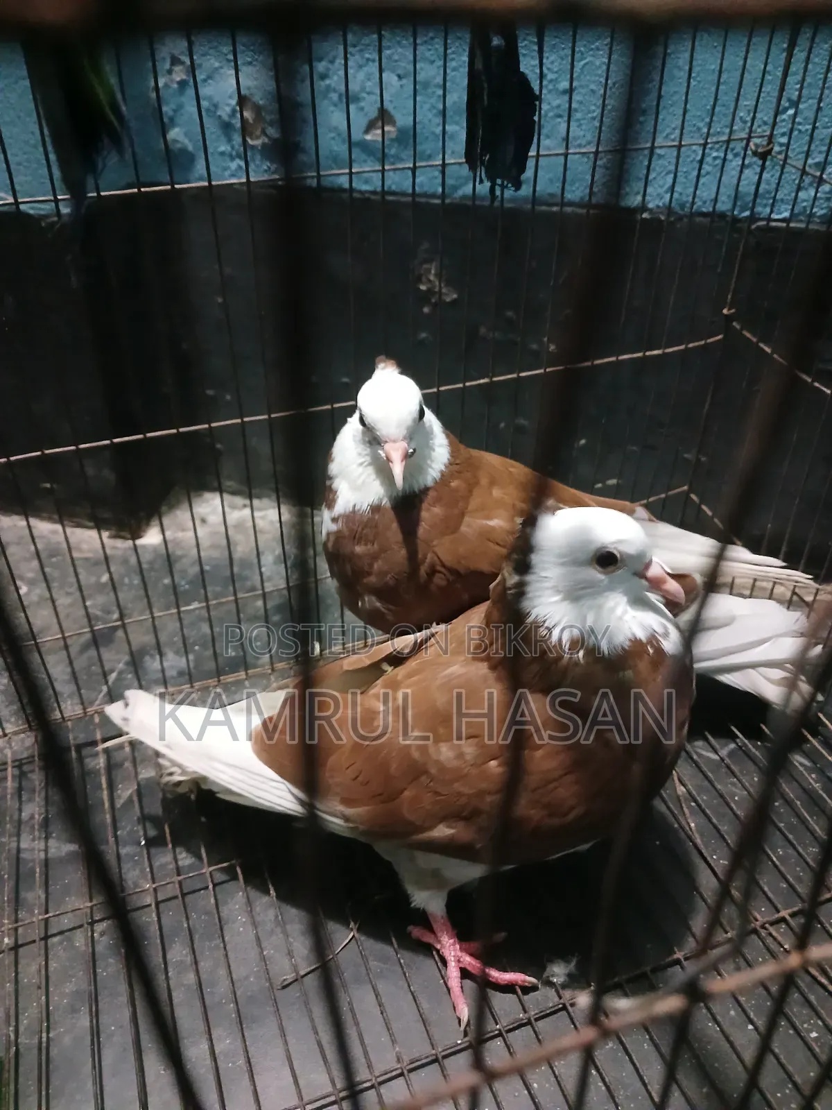 Dhamrai Dulivita Must Be Collected From