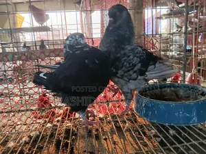 King Pigeon for Sale