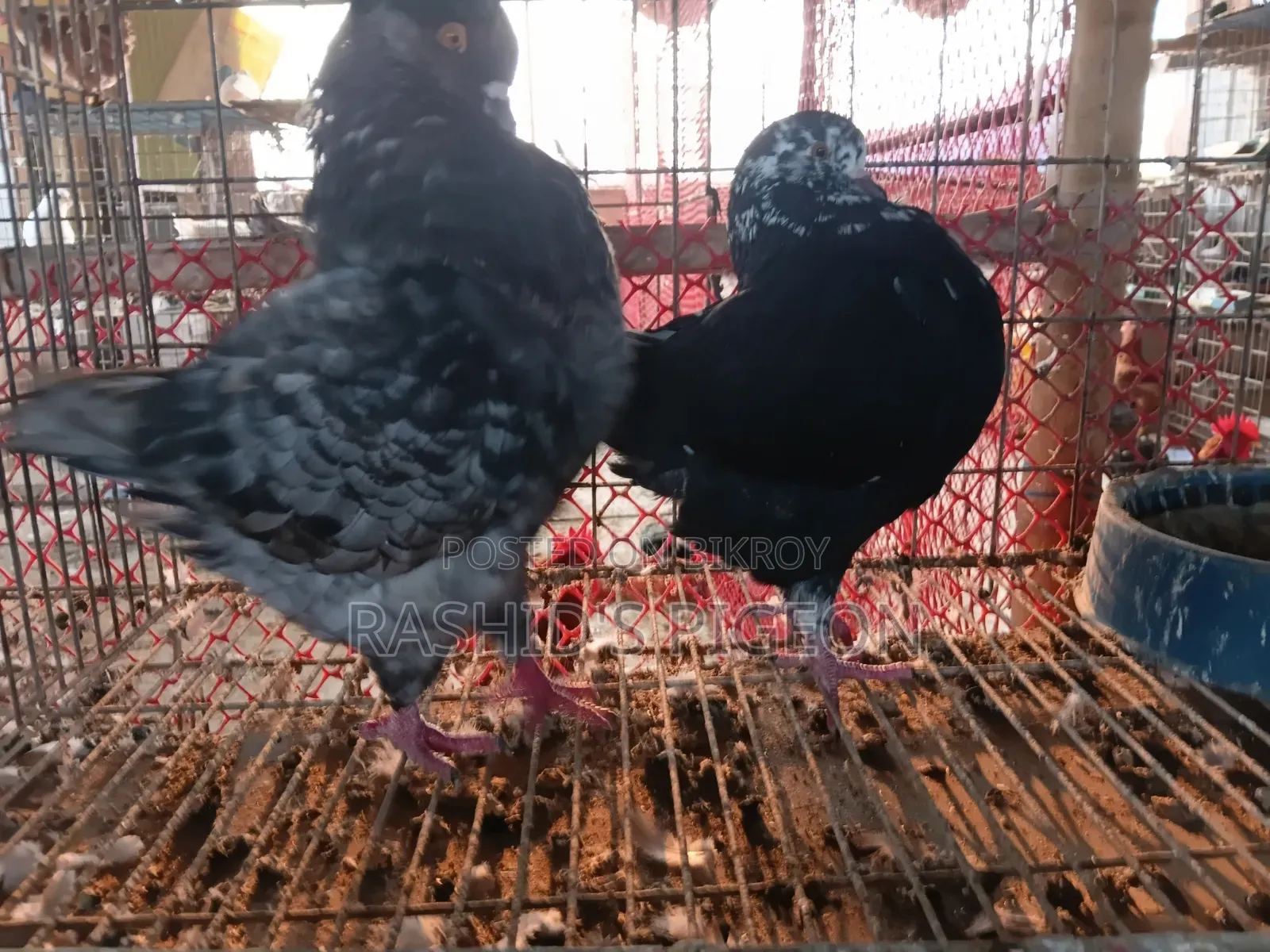 King Pigeon for Sale
