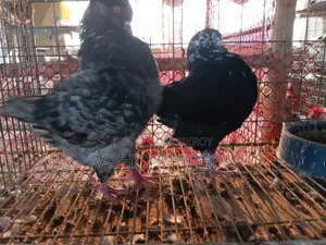 King Pigeon for Sale