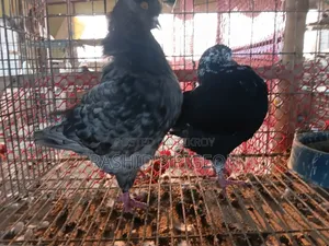 King Pigeon for Sale