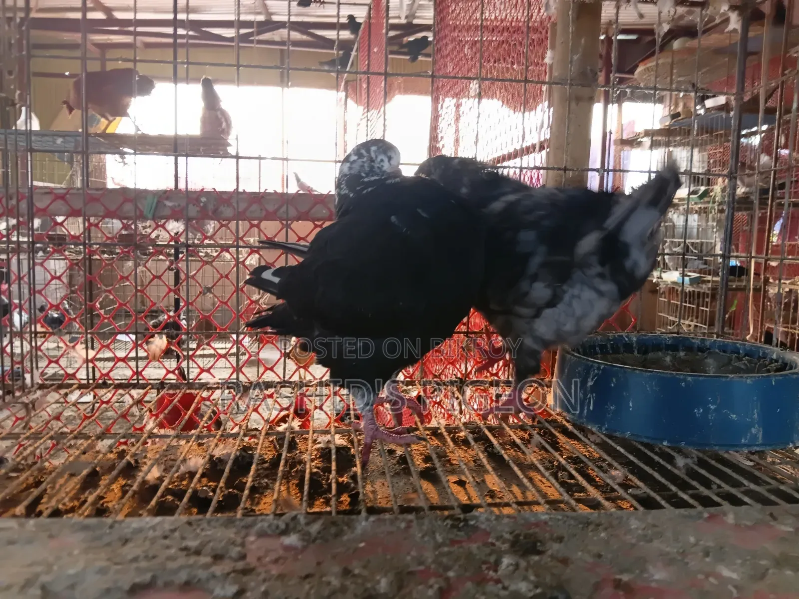 King Pigeon for Sale
