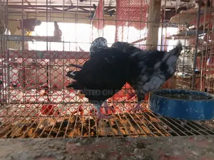 King Pigeon for Sale
