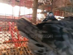 King Pigeon for Sale
