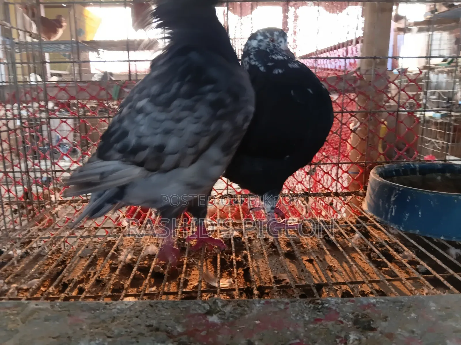 King Pigeon for Sale