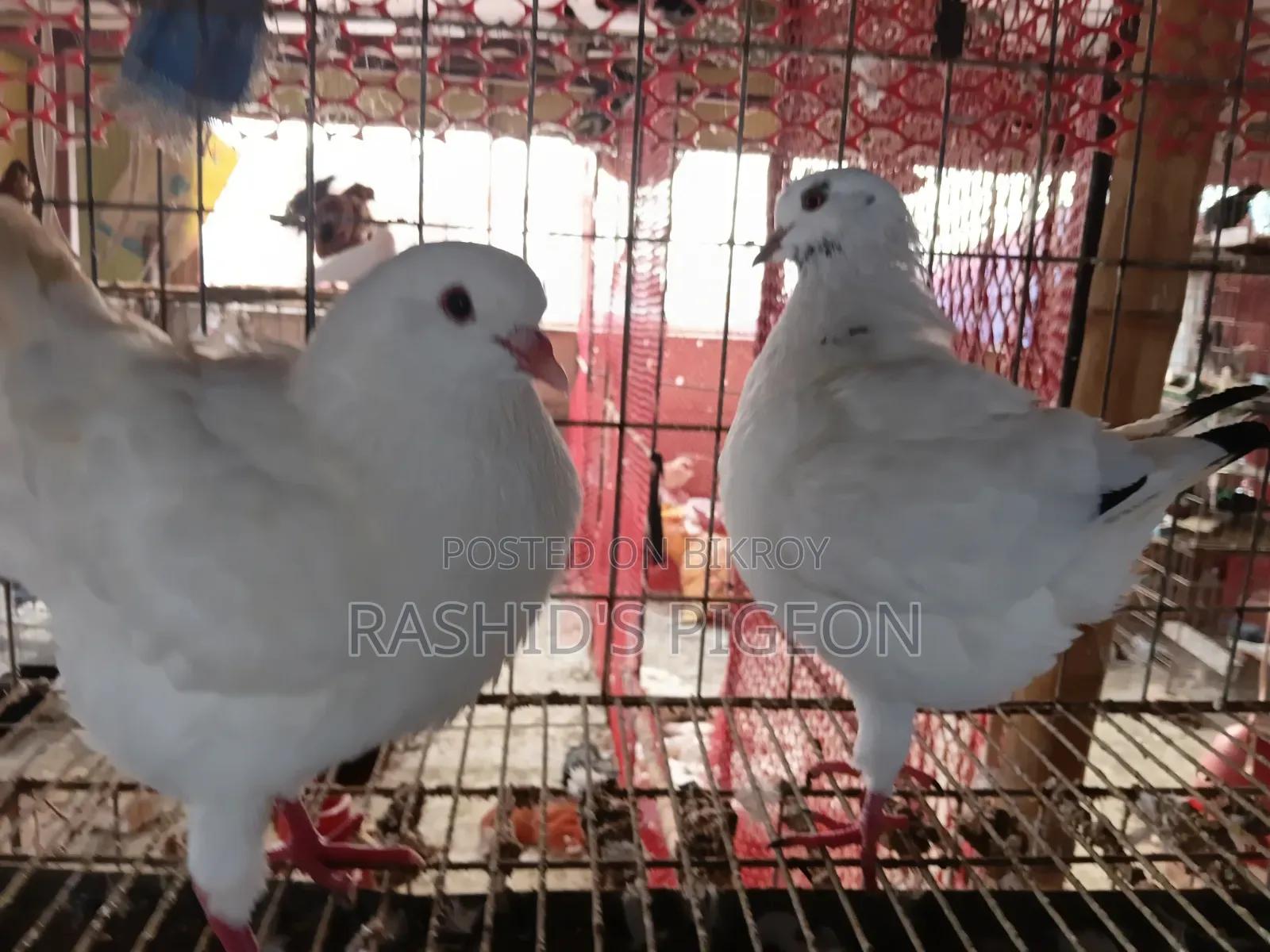 King Pigeon for Sale