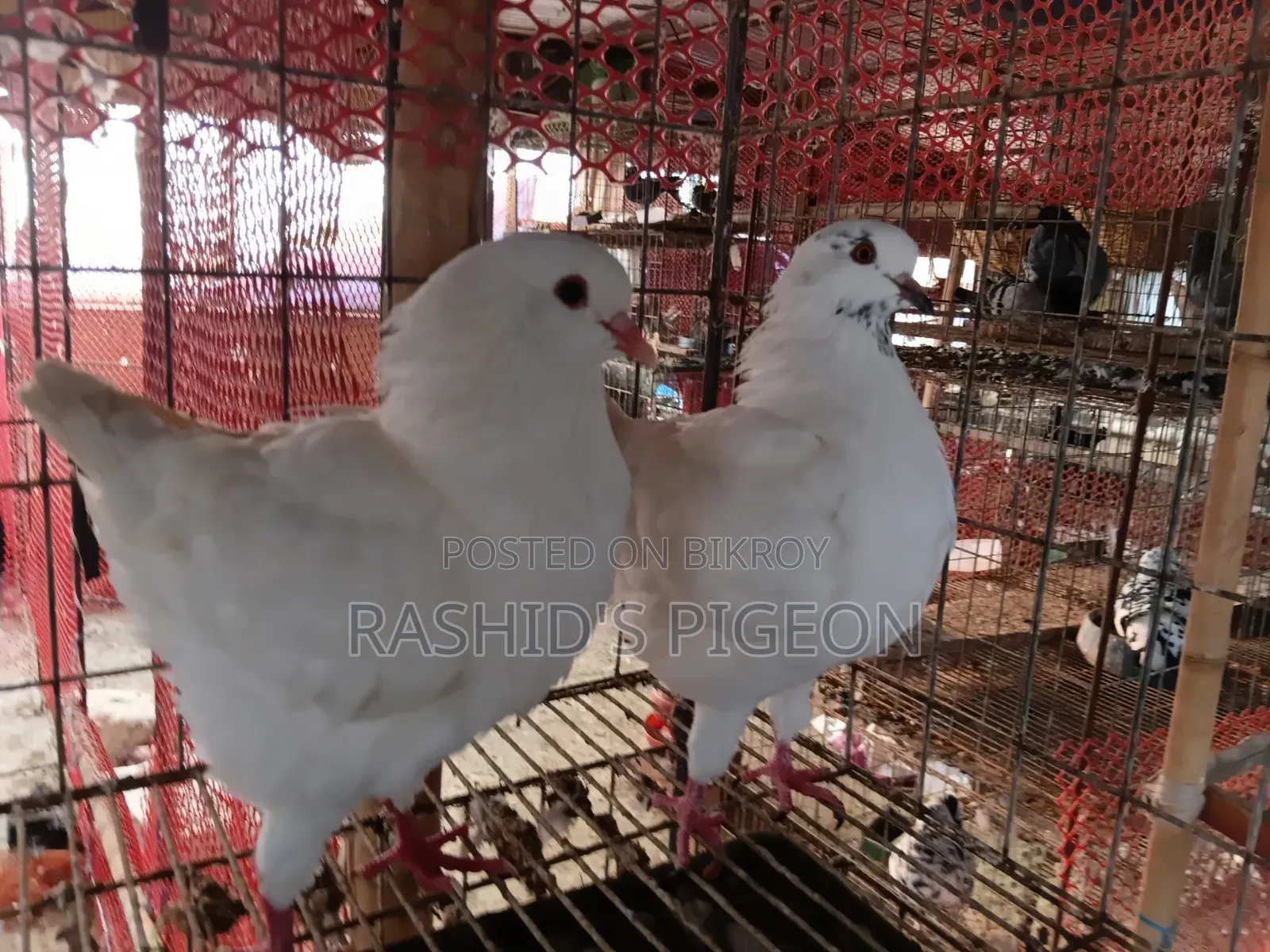 King Pigeon for Sale