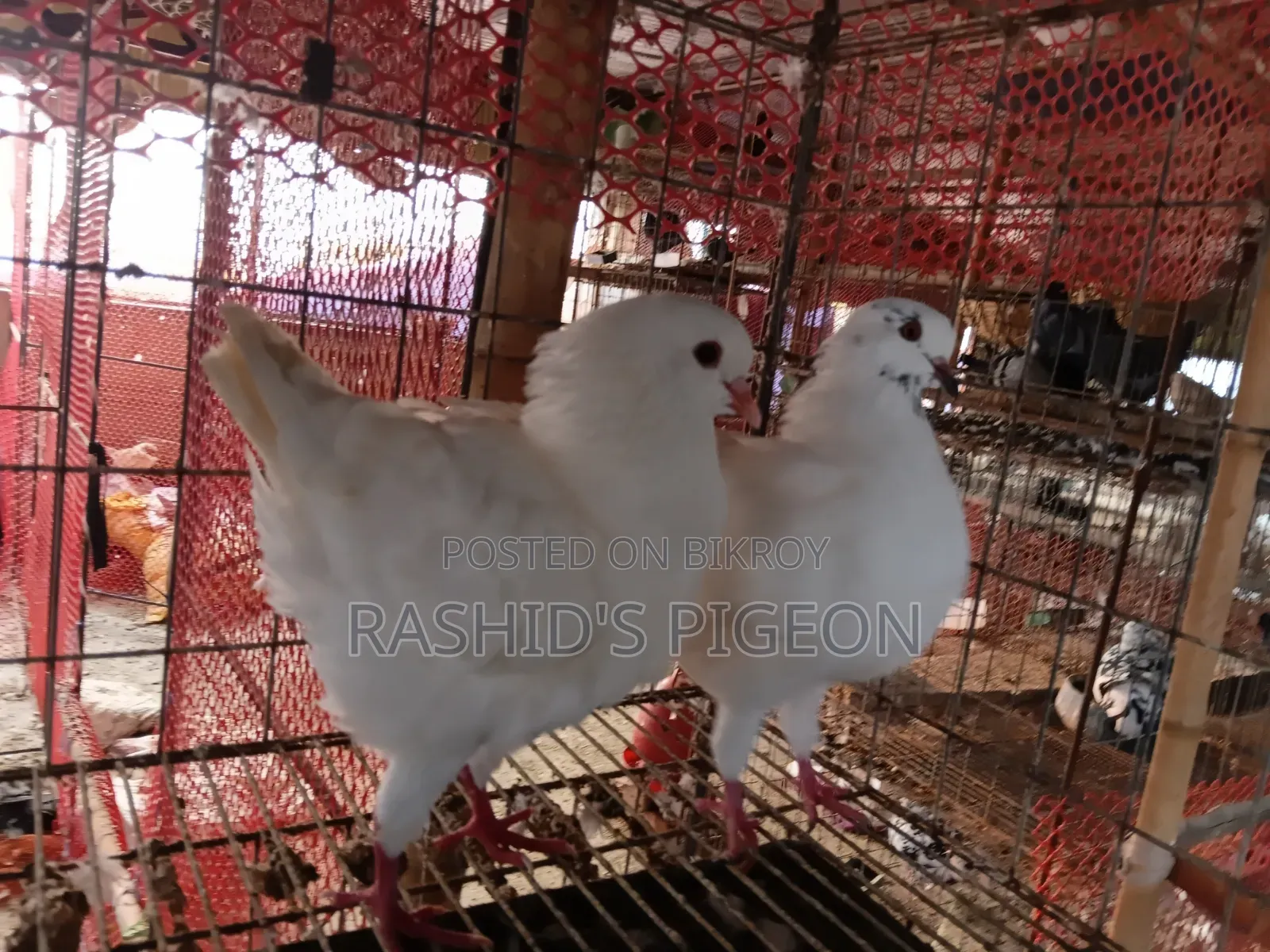 King Pigeon for Sale