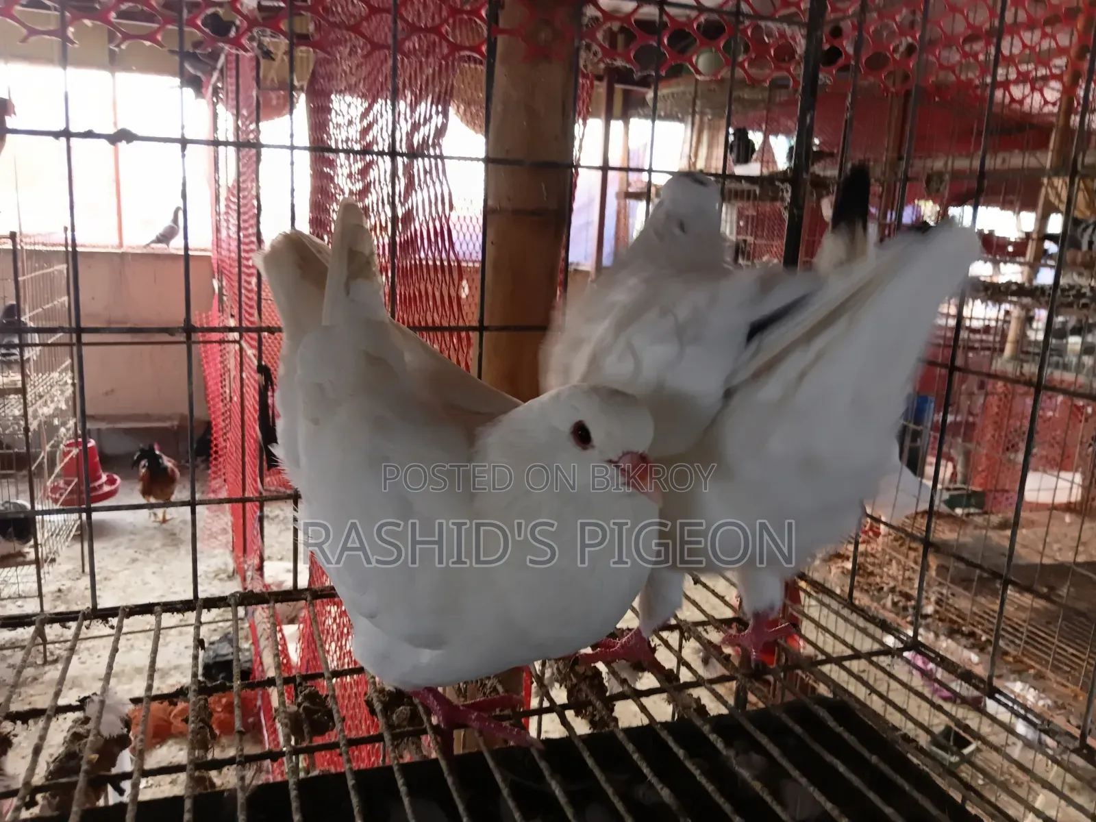 King Pigeon for Sale