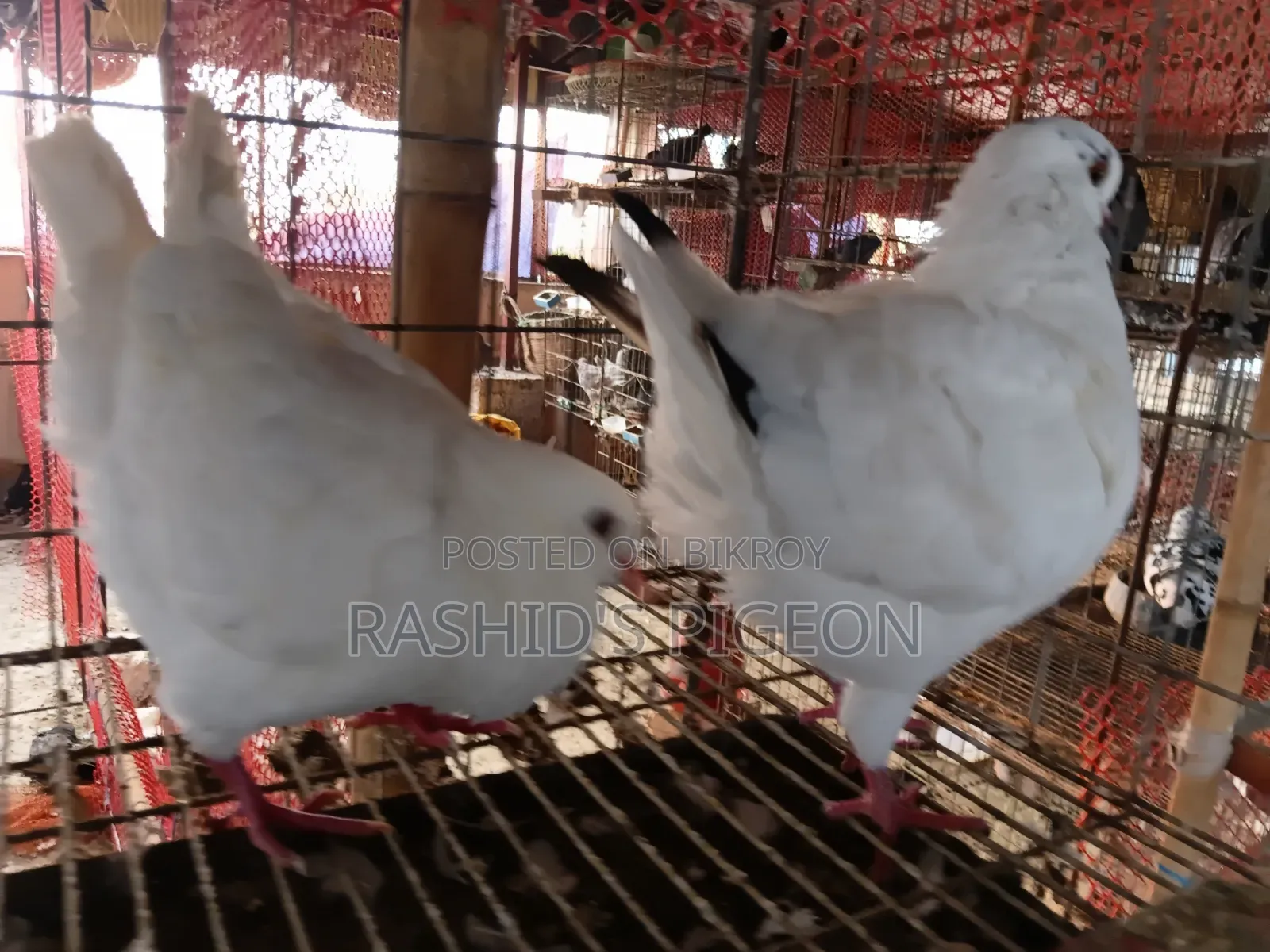 King Pigeon for Sale