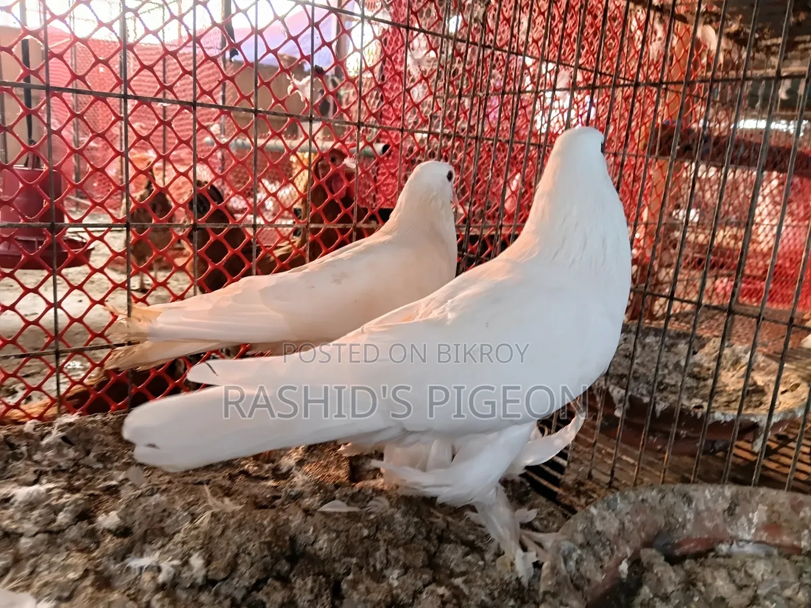 King Pigeon for Sale