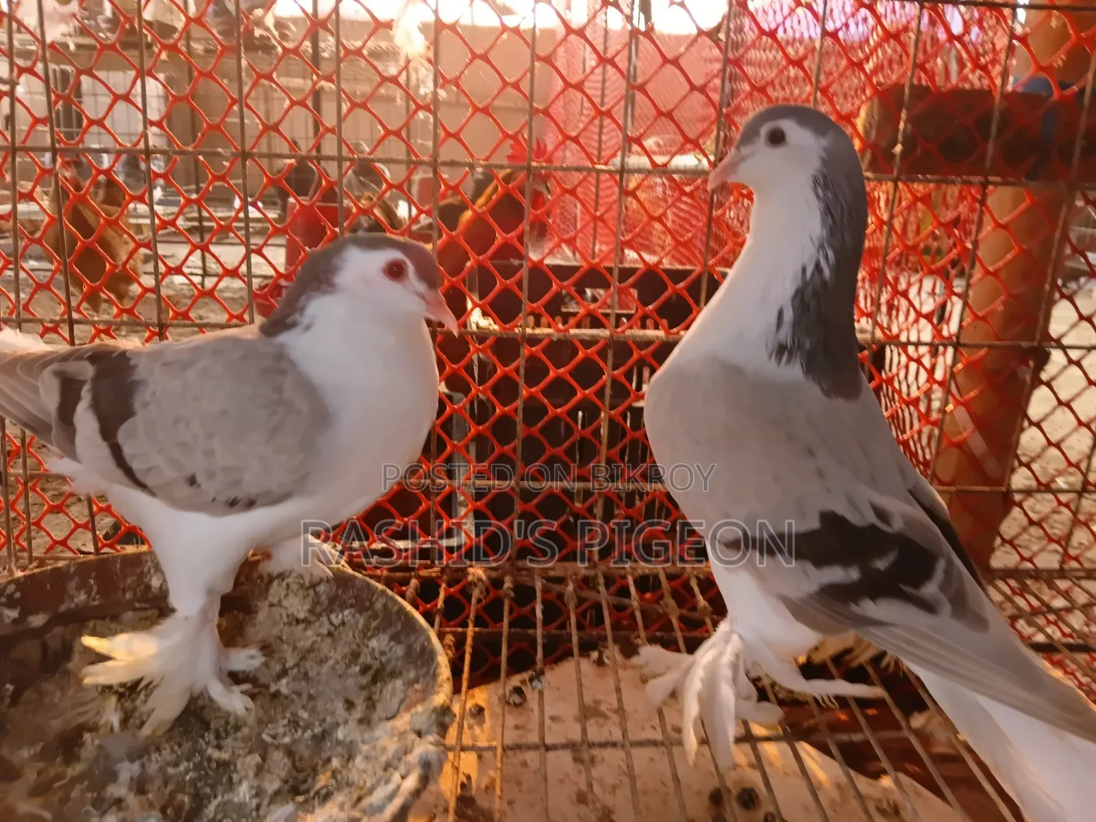 King Pigeon for Sale