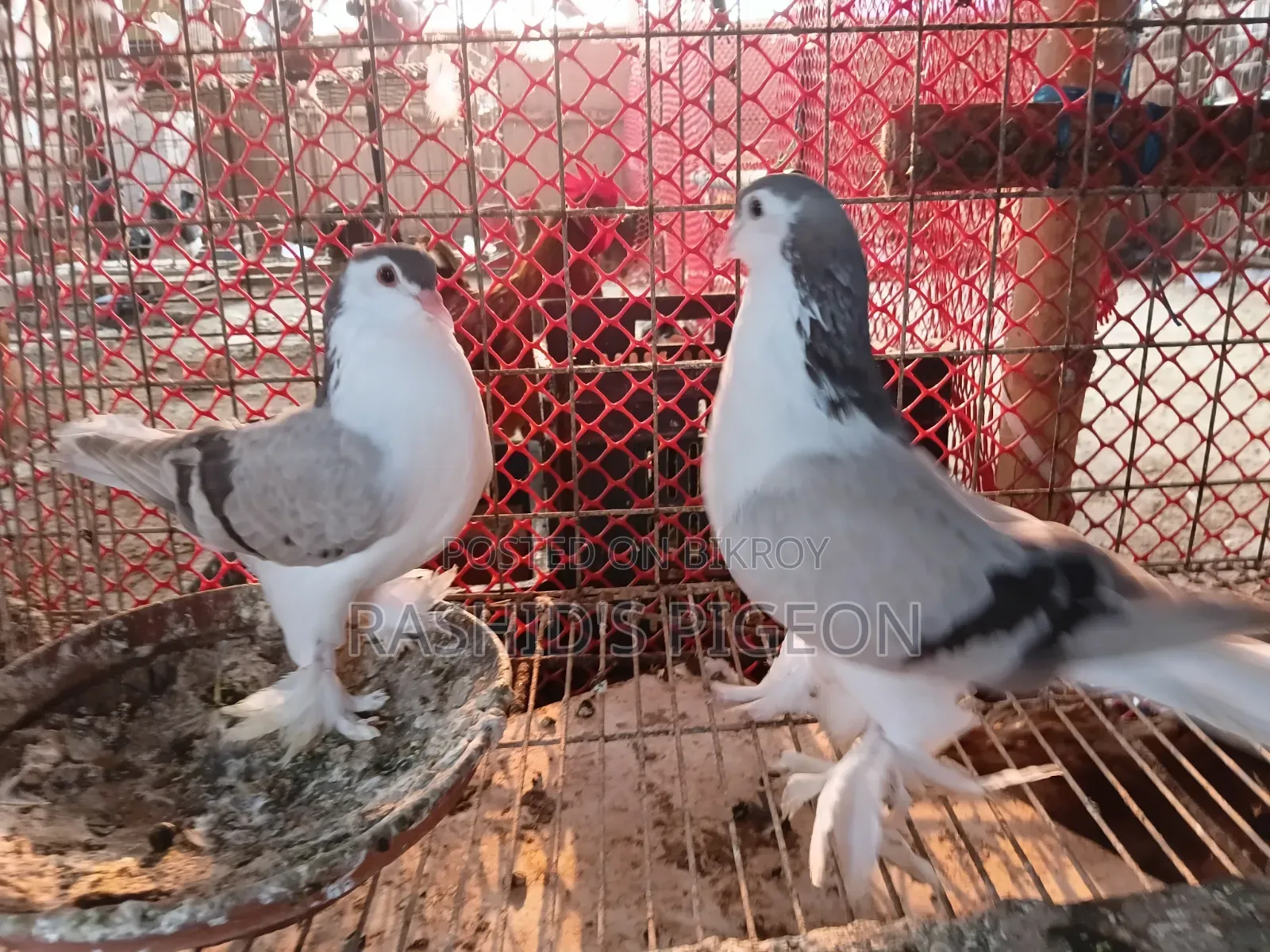 King Pigeon for Sale