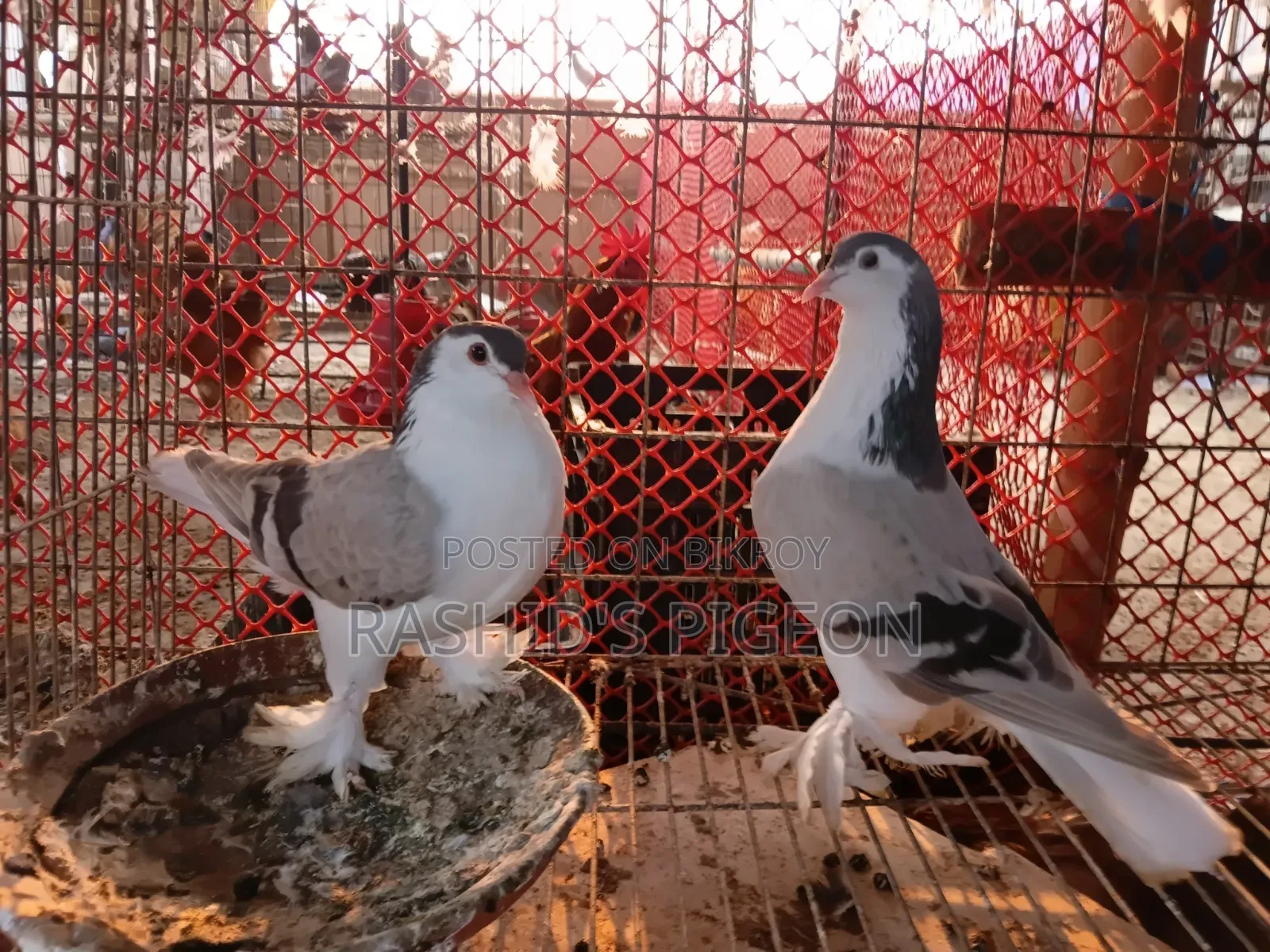 King Pigeon for Sale