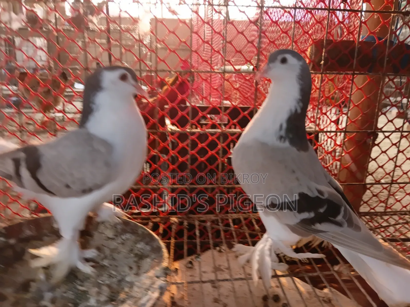 King Pigeon for Sale