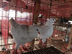 Show King for Sell