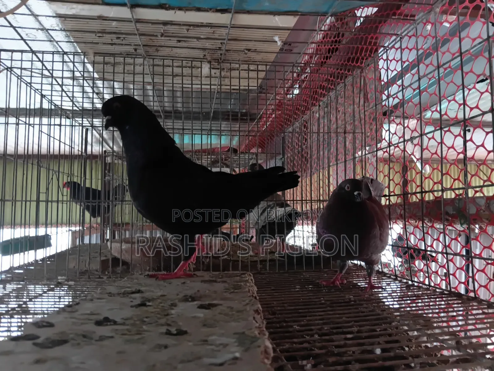 Show King for Sell