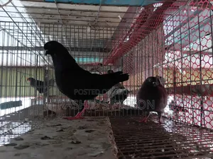 Show King for Sell