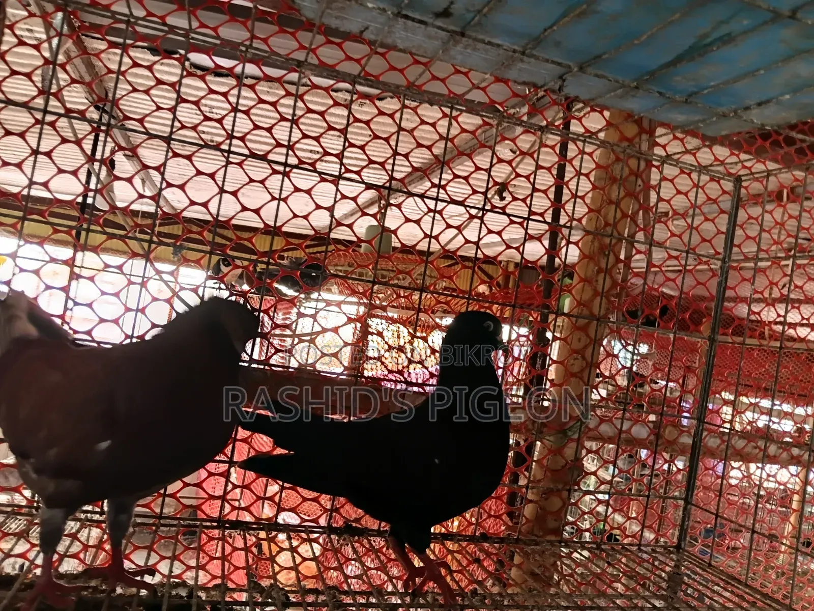 Show King for Sell