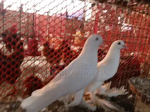 Show King for Sell