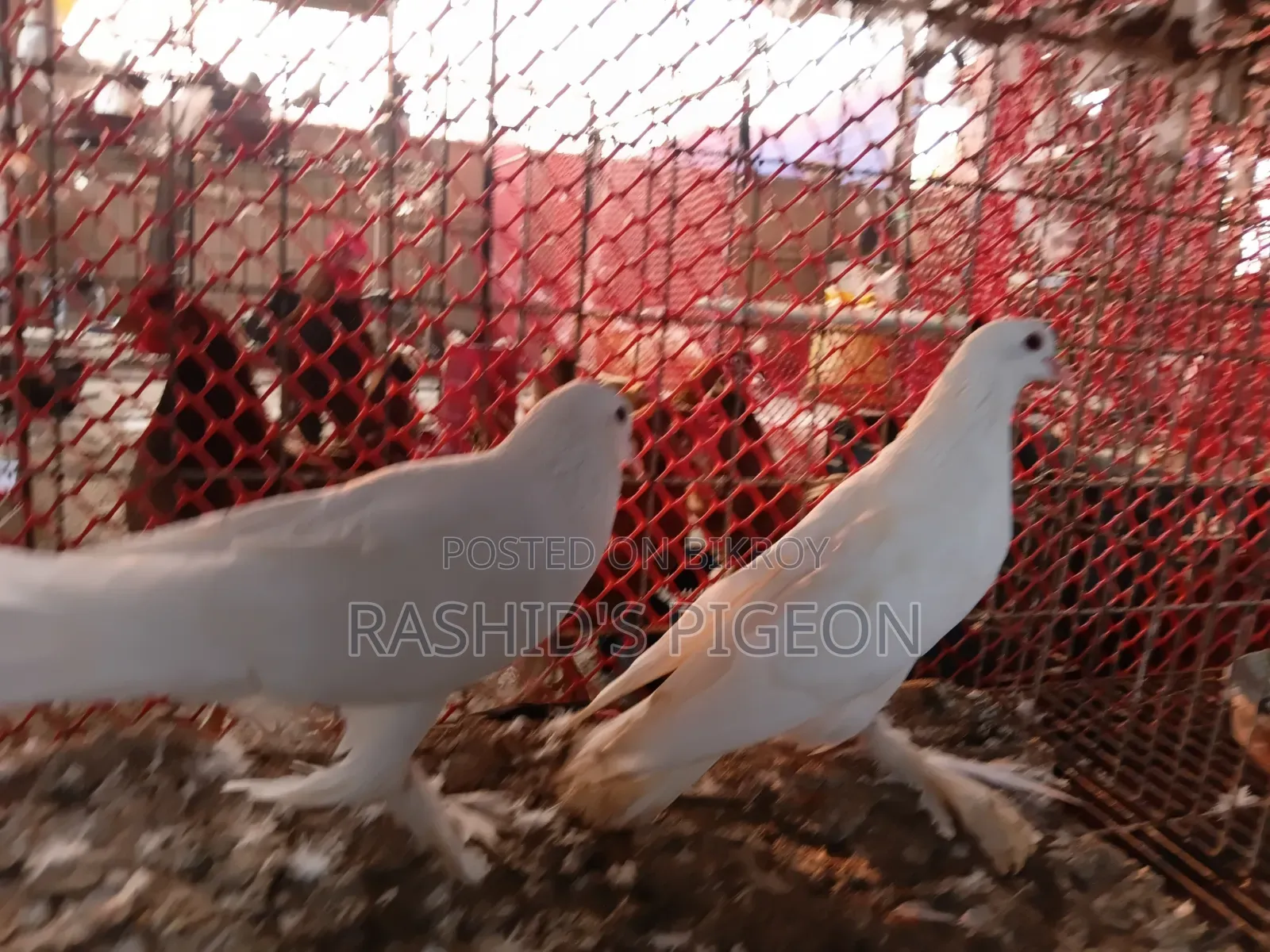 Show King for Sell