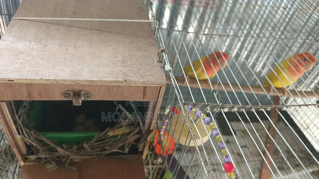 Love Bird Opaline