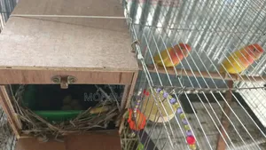 Love Bird Opaline