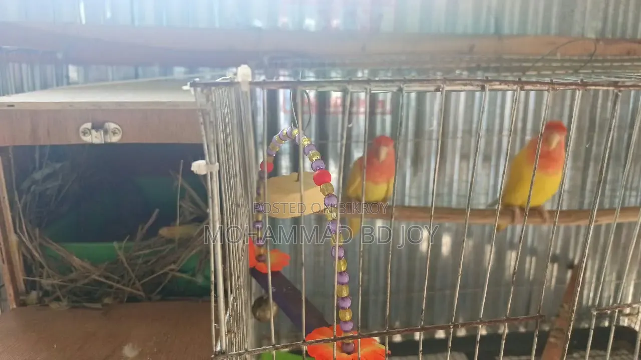 Love Bird Opaline