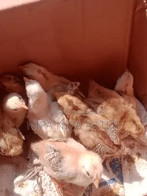 Asil Chick