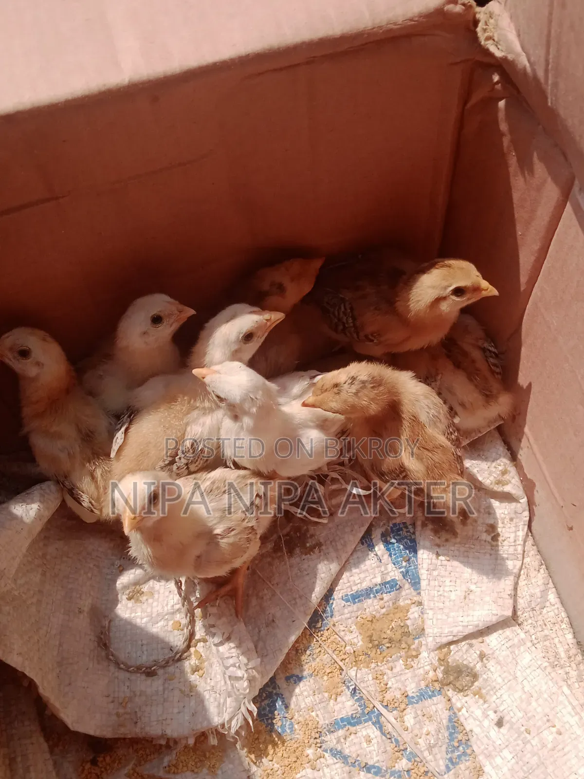 Asil Chick