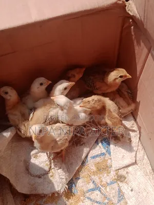 Asil Chick