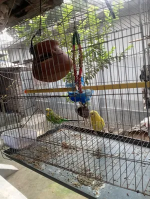 বাজরিগার পাখি খাঁচাসহ