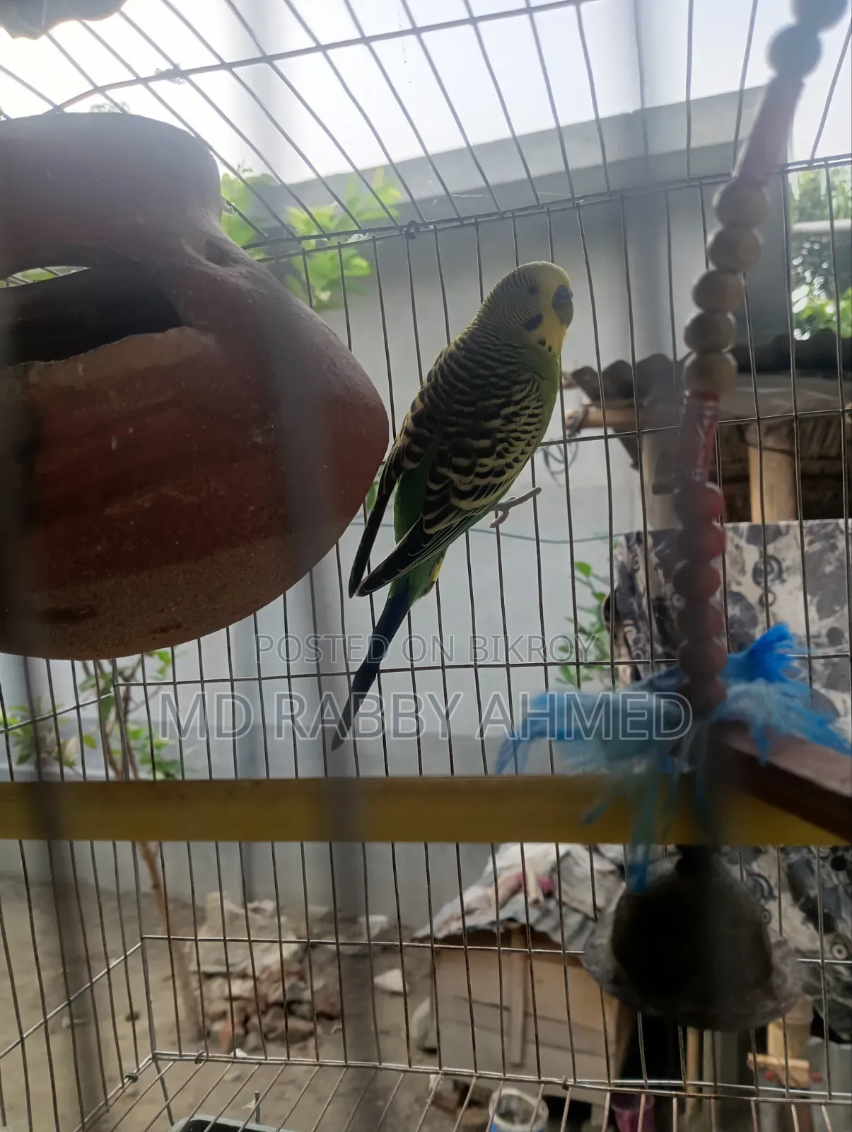 বাজরিগার পাখি খাঁচাসহ