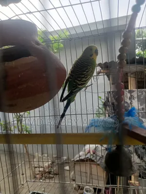 বাজরিগার পাখি খাঁচাসহ