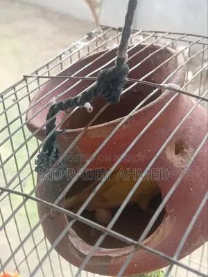 বাজরিগার পাখি খাঁচাসহ
