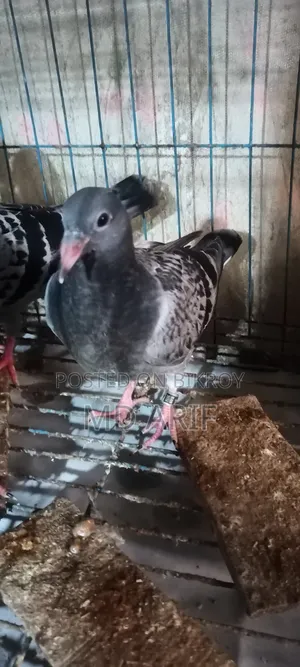 A pair of pigeon squabs for sale