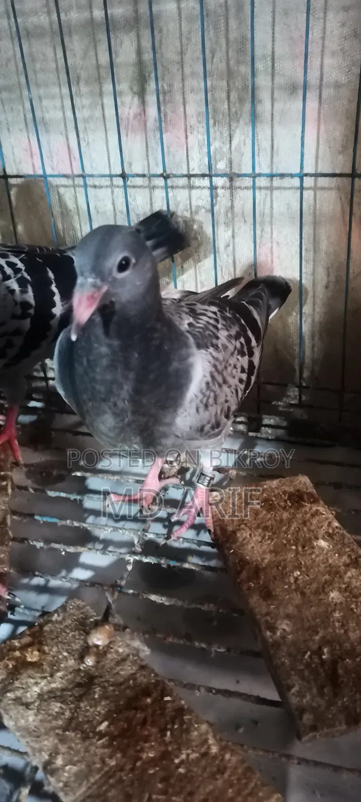 A pair of pigeon squabs for sale