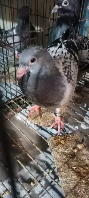 A pair of pigeon squabs for sale