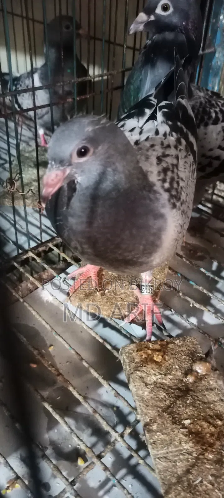 A pair of pigeon squabs for sale