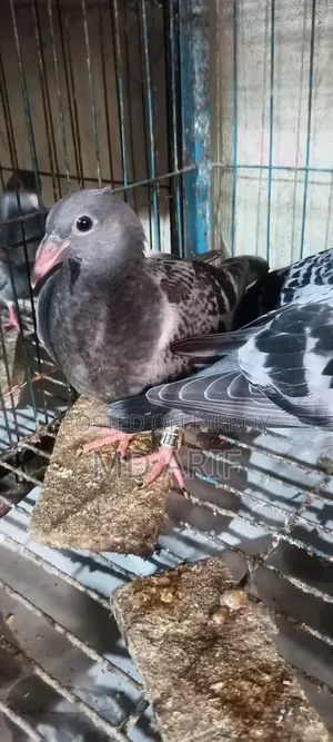 A pair of pigeon squabs for sale