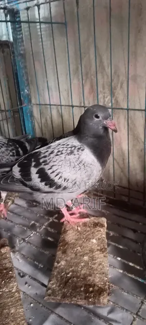 A pair of pigeon squabs for sale