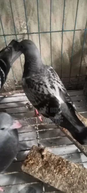 A pair of pigeon squabs for sale