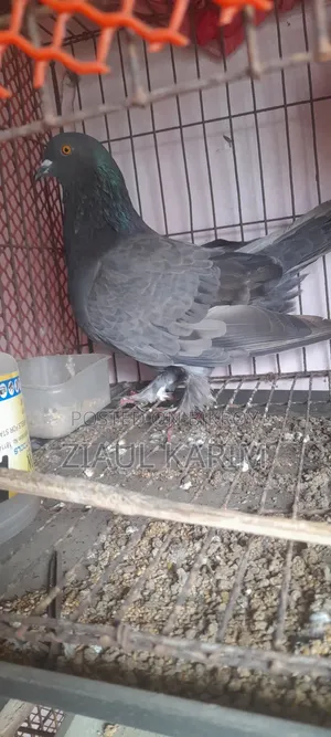 One piece pigeon for sale