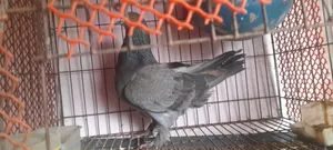 One piece pigeon for sale