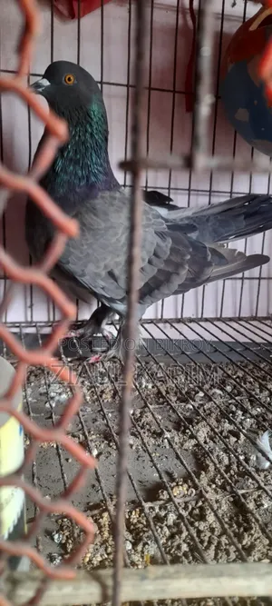 One piece pigeon for sale