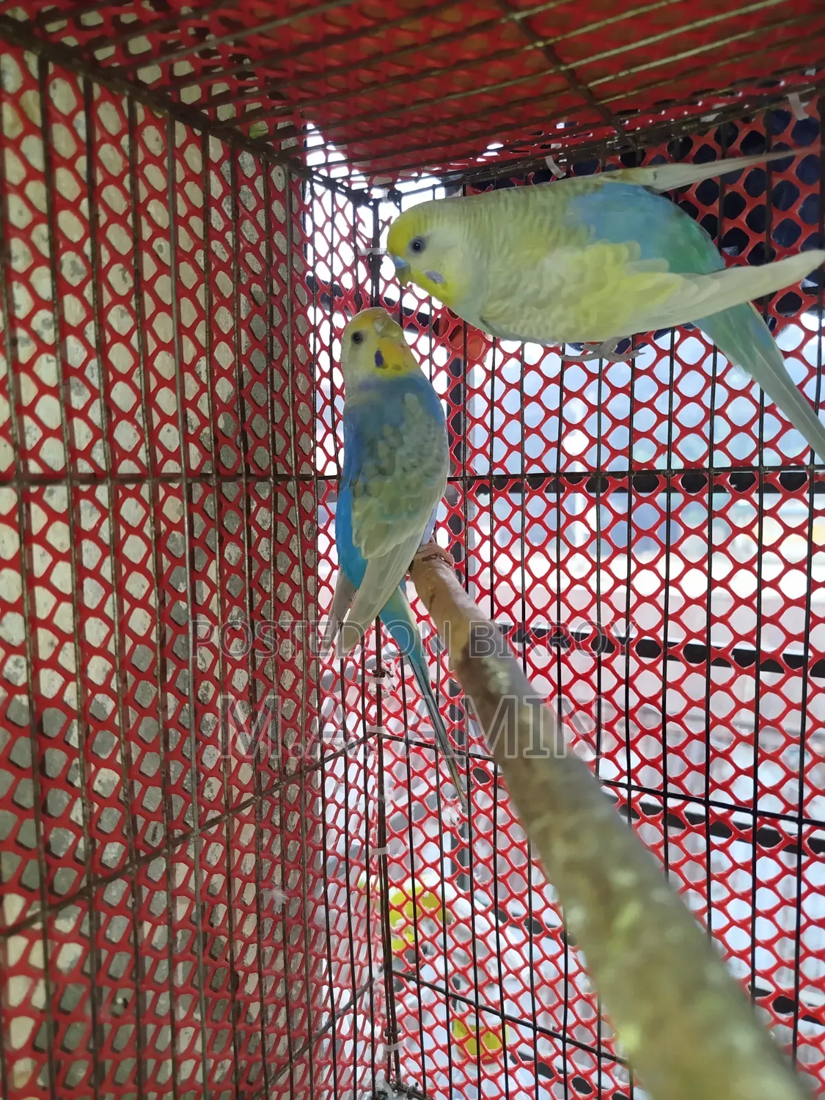 Active Breeding Birds