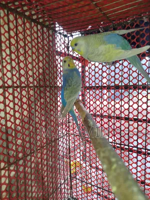 Active Breeding Birds
