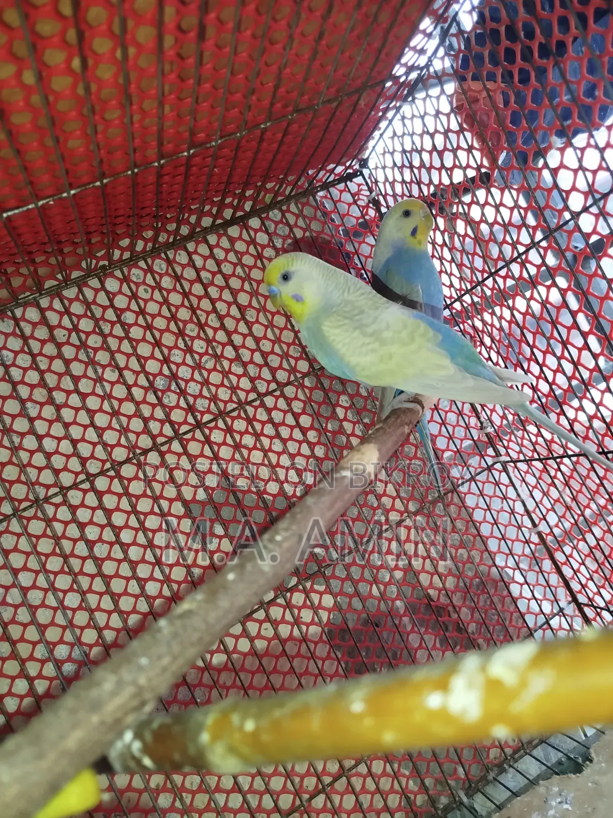 Active Breeding Birds