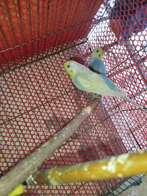 Active Breeding Birds