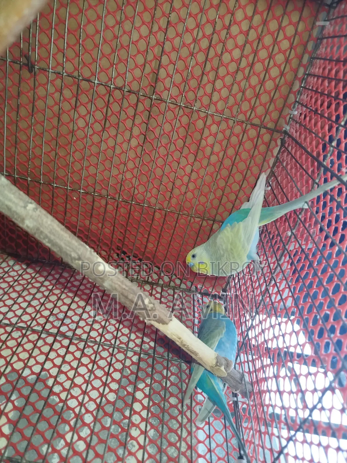 Active Breeding Birds